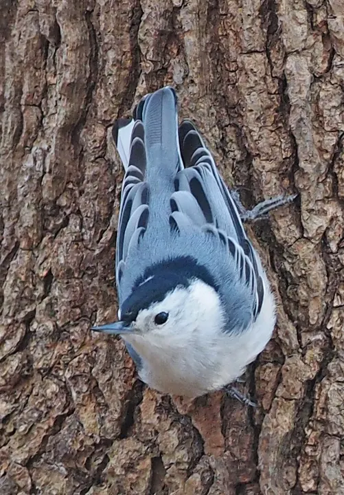 White-breasted Nuthatch, a white feeder bird