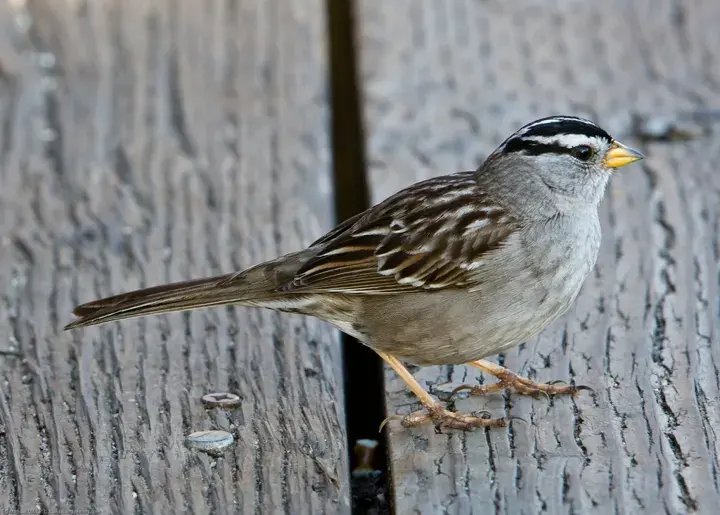 White-crowned Sparrow, a backyard bird that visits feeders