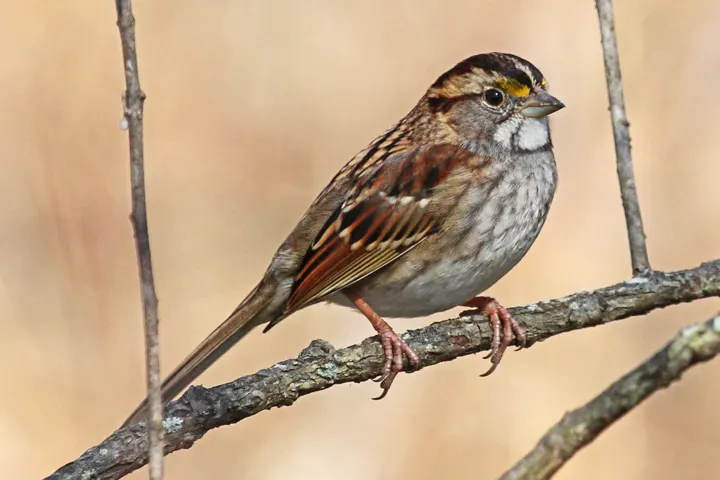 White-throated Sparrow, a brown feeder bird