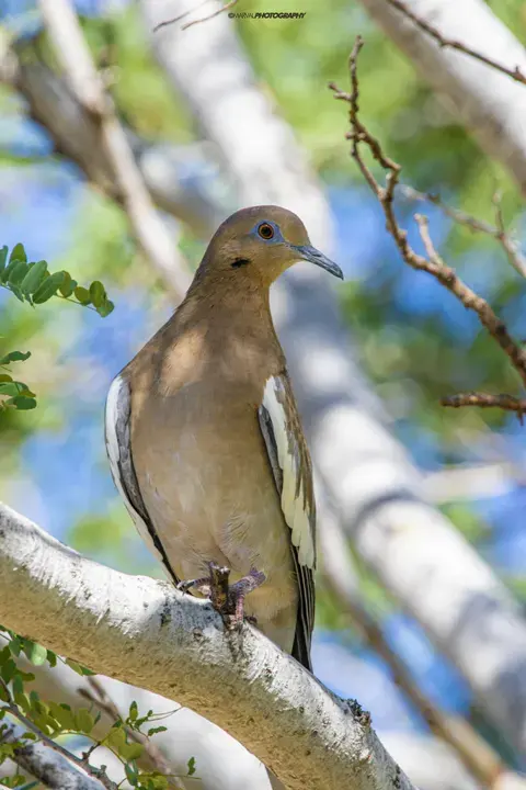 White-winged Dove, a backyard bird that visits feeders