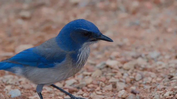 Woodhouse's Scrub-Jay, a blue feeder bird