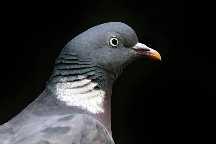 Woodpigeon, a gray feeder bird