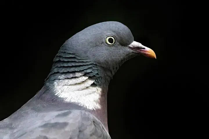 Woodpigeon, a garden bird that visits feeders