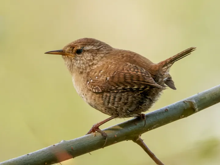 Wren, a brown feeder bird