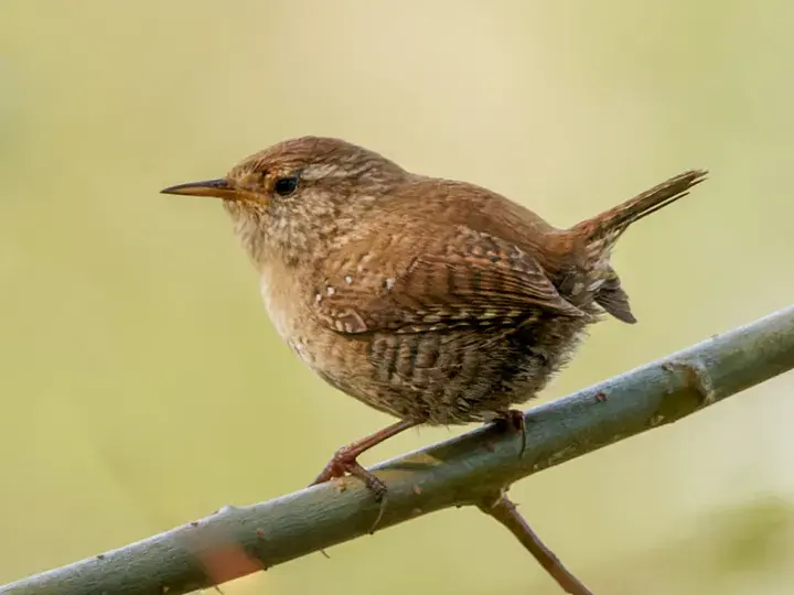 Wren, a garden bird that visits feeders