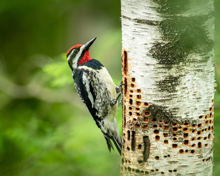 Yellow-bellied Sapsucker, a black feeder bird