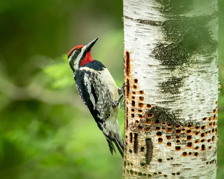 Yellow-bellied Sapsucker, a backyard bird that visits feeders