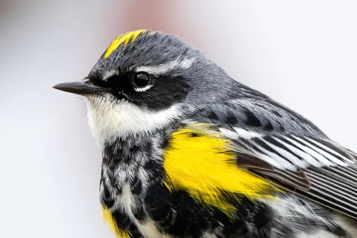 Yellow-rumped Warbler, a yellow feeder bird