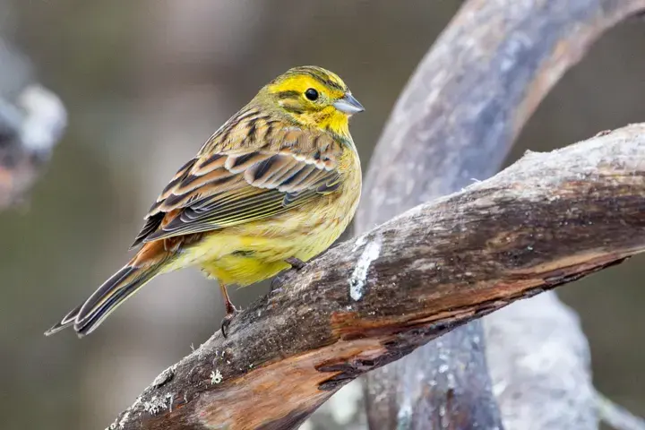 Yellowhammer, a garden bird that visits feeders
