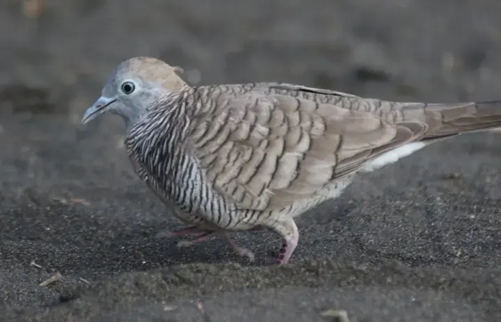 Zebra Dove, a backyard bird that visits feeders
